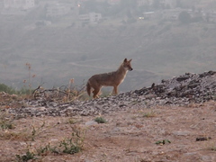 Canis aureus syriacus