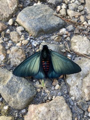 Mimardaris aerata