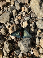Mimardaris aerata