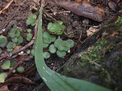 Plectranthus strigosus