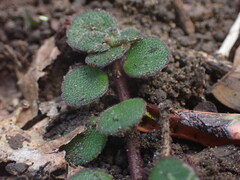 Plectranthus strigosus