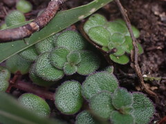 Plectranthus strigosus