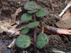 Plectranthus strigosus