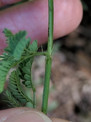 Desmanthus acuminatus