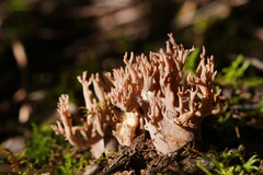 Ramaria versatilis