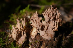 Ramaria versatilis