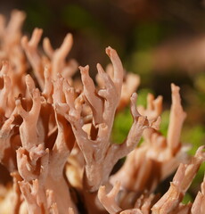Ramaria versatilis