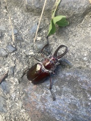 Sphaenognathus bellicosus