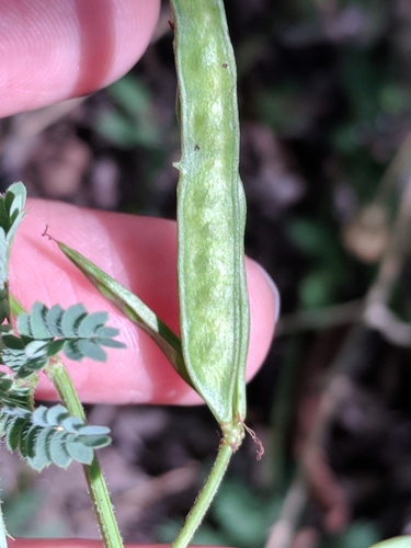 Image of Desmanthus acuminatus by (c) Alison Northup, some rights reserved (CC BY)