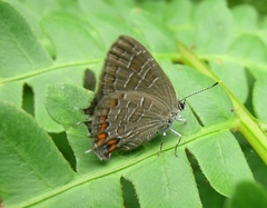Satyrium liparops