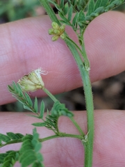 Desmanthus acuminatus