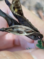 Desmanthus acuminatus