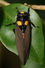Huechys fusca