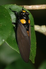 Huechys fusca