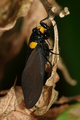Huechys fusca