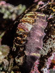 Onithochiton quercinus