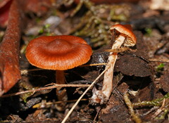 Cortinarius mastoideus