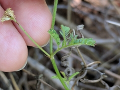 Desmanthus acuminatus