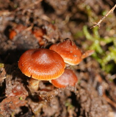 Cortinarius mastoideus