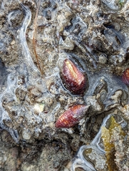Mitridae