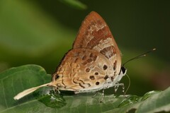 Bindahara phocides