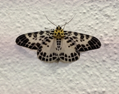 Pogonopygia nigralbata