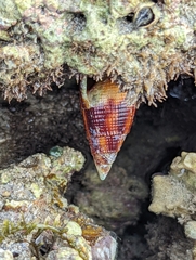 Mitridae