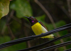 Leptocoma zeylonica