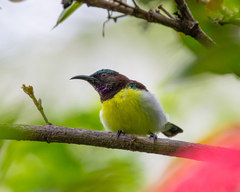 Leptocoma zeylonica