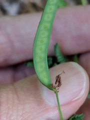 Desmanthus acuminatus