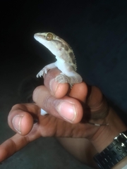 Hemidactylus maculatus