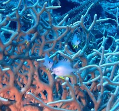 Amblyglyphidodon orbicularis