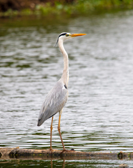 Ardea cinerea