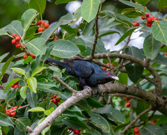Eudynamys scolopaceus