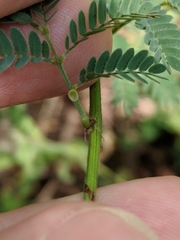 Desmanthus acuminatus