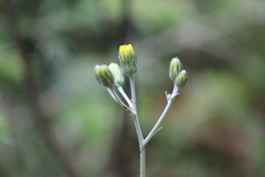 Hieracium taigense