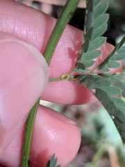 Desmanthus acuminatus