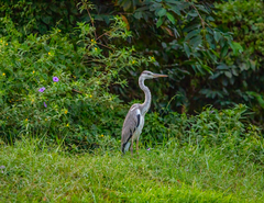 Ardea cinerea