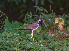 Vanellus indicus