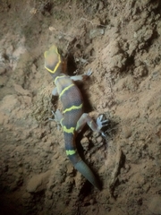 Cyrtodactylus deccanensis