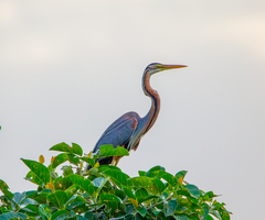 Ardea purpurea