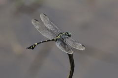 Ictinogomphus