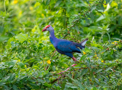Porphyrio poliocephalus