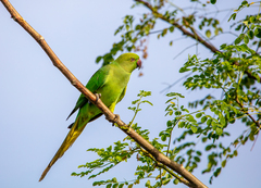 Psittacula krameri