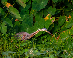 Ardea purpurea