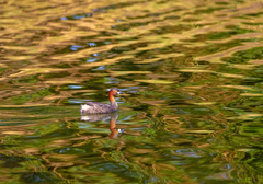 Tachybaptus ruficollis