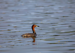 Tachybaptus ruficollis