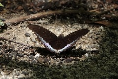 Lexias dirtea