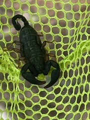 Euscorpius