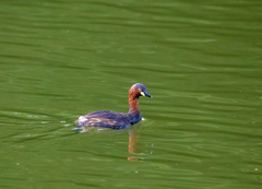 Tachybaptus ruficollis